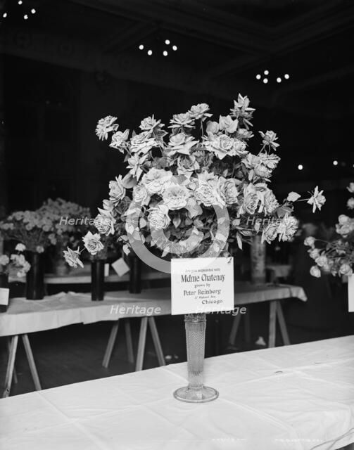 Madame Chatenay roses, American Carnation Society Exhibition, Detroit, Mich., between 1900 and 1905. Creator: Unknown.