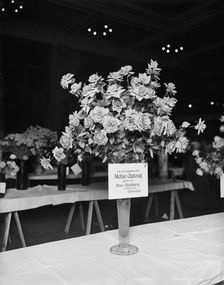 Madame Chatenay roses, American Carnation Society Exhibition, Detroit, Mich., between 1900 and 1905. Creator: Unknown
