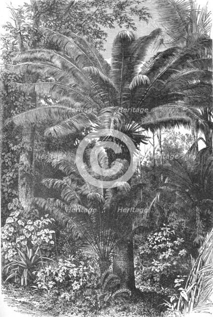 'Madagascar Dwarf Palms; A Birds-eye View of Madagascar', 1875. Creator: M.D Charnay.
