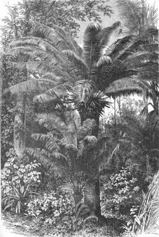 Madagascar Dwarf Palms; A Birds-eye View of Madagascar 1875. Creator: M.D Charnay