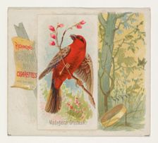 Madagascar Grosbeak, from the Song Birds of the World series (N42) for Allen & Ginter Ciga..., 1890. Creator: Allen & Ginter