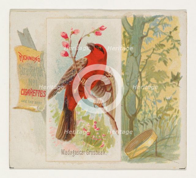 Madagascar Grosbeak, from the Song Birds of the World series (N42) for Allen & Ginter Ciga..., 1890. Creator: Allen & Ginter.