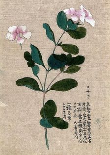 Madagascar periwinkle (Catharanthus roseus): flowering stem with separate flower. Creator: Unknown