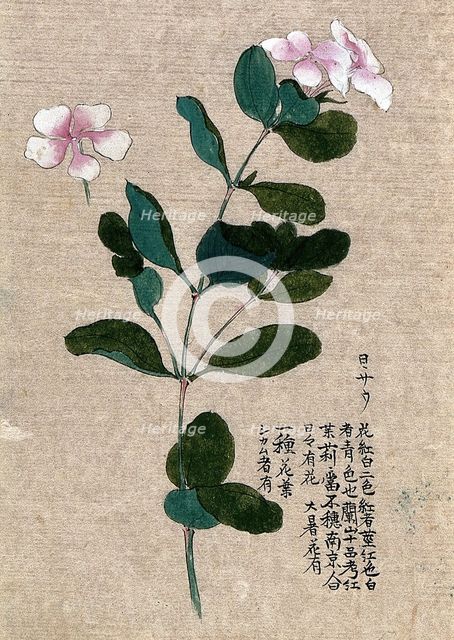Madagascar periwinkle (Catharanthus roseus): flowering stem with separate flower. Creator: Unknown.