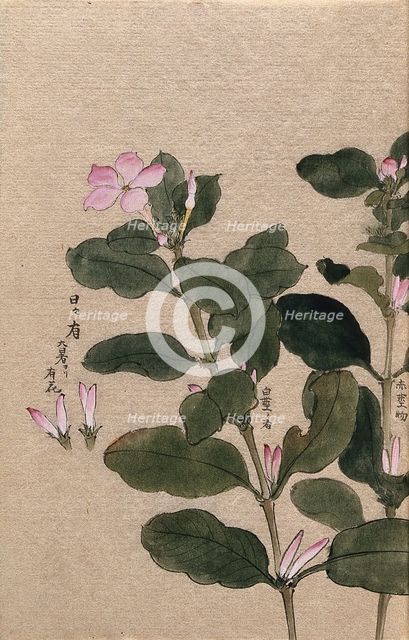 Madagascar periwinkle (Catharanthus roseus): flowering stem with separate flowers. Creator: Unknown.