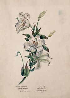 Madonna lily or bourbon lily (Lilium candidum): flowering stem, (c1850?). Creator: Unknown