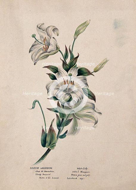 Madonna lily or bourbon lily (Lilium candidum): flowering stem, (c1850?). Creator: Unknown.
