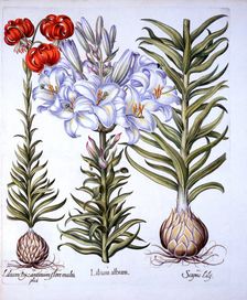Madonna Lily and Bulb, Red Martagon of Constantinople, from Hortus Eystettensis by Basil Besler (