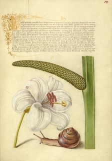 Madonna Lily, Terrestrial Mollusk, and Sweet Flag, 1561-1562; illumination added 1591-1596. Creator: Joris Hoefnagel