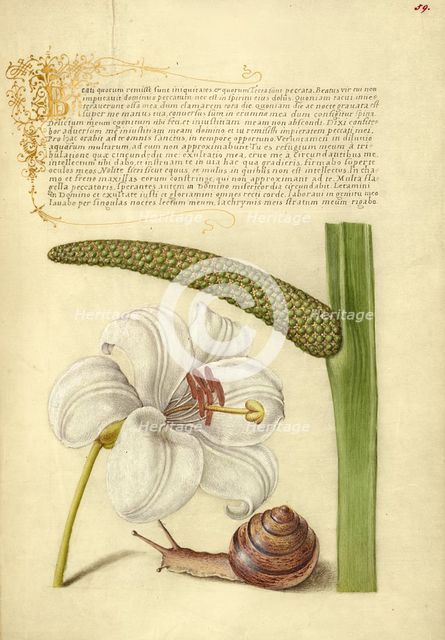 Madonna Lily, Terrestrial Mollusk, and Sweet Flag, 1561-1562; illumination added 1591-1596. Creator: Joris Hoefnagel.