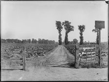 Magdalen Road, Earlsfield, Wandsworth, Greater London Authority, 1900-1915. Creator: William O Field