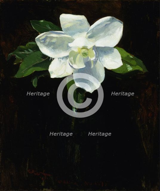 Magnolia, 1895. Creator: Charles Walter Stetson.