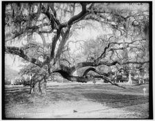 Magnolia Cemetery, live oaks, Charleston, S.C., c1900. Creator: Unknown