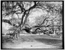 Magnolia Cemetery, live oaks, Charleston, S.C., c1900. Creator: Unknown