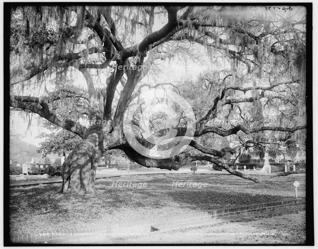 Magnolia Cemetery, live oaks, Charleston, S.C., c1900. Creator: Unknown.