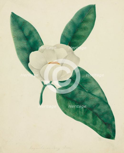 Magnolia. Creator: Mary Altha Nims (American, 1817-1907).