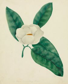 Magnolia. Creator: Mary Altha Nims (American, 1817-1907)