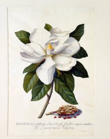 Magnolia Grandiflora, c. 1743 (hand coloured engraving). Creator: "Georg Dionysius Ehret (1710 - 70); Ehret, Georg Dionysius (1710-1770)"