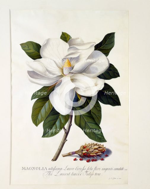Magnolia Grandiflora, c. 1743 (hand coloured engraving). Creator: "Georg Dionysius Ehret (1710 - 70); Ehret, Georg Dionysius (1710-1770)".