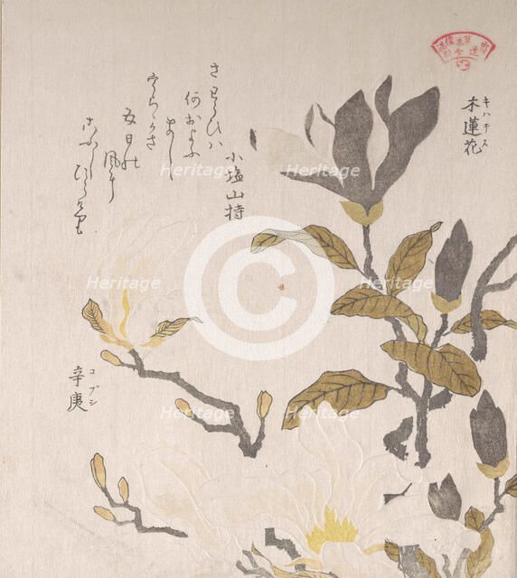 Magnolia Flowers, 19th century. Creator: Kubo Shunman.