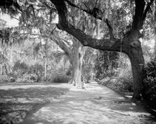 Magnolia on the Ashley, (Magnolia Gardens), Magnolia Ave., Runnymede P.O., S.C., c.1900-1906. Creator: William H. Jackson