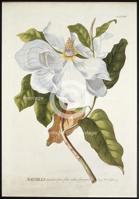 Magnolia Maxime Flore, c1740-1770. Creator: Georg Dionysius Ehret.