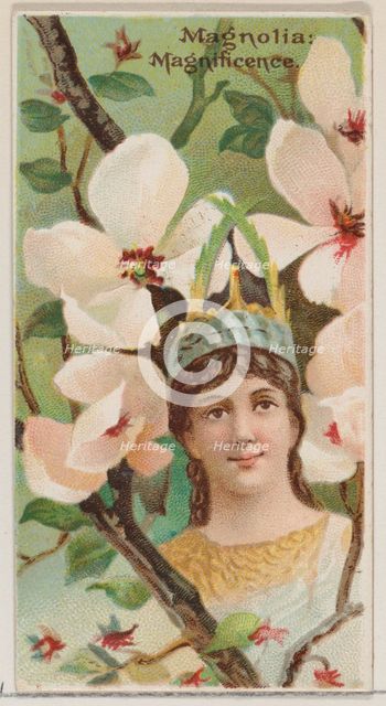 Magnolia: Magnificence, from the series Floral Beauties and Language of Flowers (N75) for ..., 1892. Creator: Donaldson Brothers.