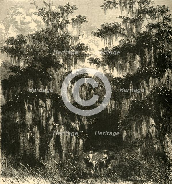 'Magnolia Swamp', 1872.  Creator: Alfred Waud.