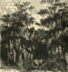 Magnolia Swamp 1872. Creator: Alfred Waud
