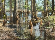 "Magnolia Plantation," 3550 Ashley River Road, Charleston, South Carolina, 1928. Creator: Frances Benjamin Johnston