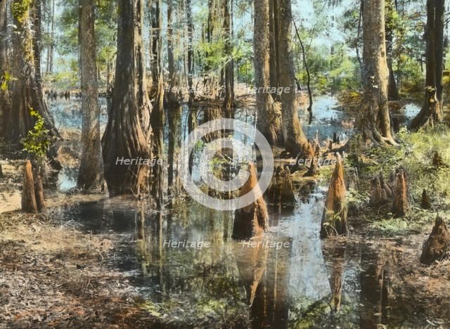 "Magnolia Plantation," 3550 Ashley River Road, Charleston, South Carolina, 1928. Creator: Frances Benjamin Johnston.