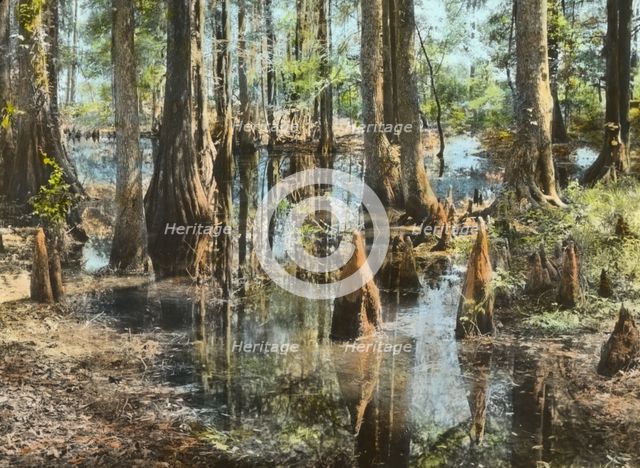 "Magnolia Plantation," 3550 Ashley River Road, Charleston, South Carolina, 1928. Creator: Frances Benjamin Johnston.