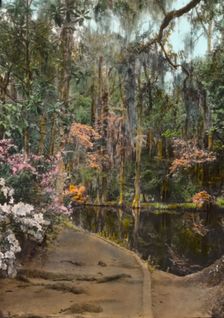 "Magnolia Plantation," 3550 Ashley River Road, Charleston, South Carolina, 1928. Creator: Frances Benjamin Johnston