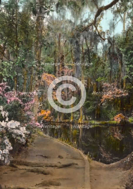 "Magnolia Plantation," 3550 Ashley River Road, Charleston, South Carolina, 1928. Creator: Frances Benjamin Johnston.