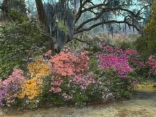 "Magnolia Plantation," 3550 Ashley River Road, Charleston, South Carolina, 1928. Creator: Frances Benjamin Johnston