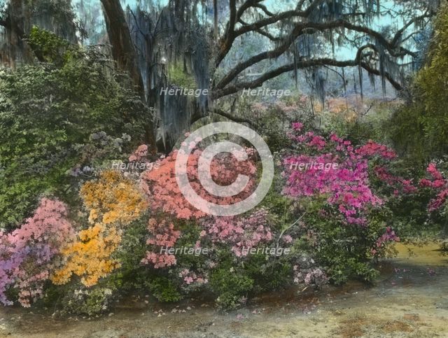 "Magnolia Plantation," 3550 Ashley River Road, Charleston, South Carolina, 1928. Creator: Frances Benjamin Johnston.