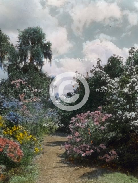 "Magnolia Plantation," 3550 Ashley River Road, Charleston, South Carolina, 1928. Creator: Frances Benjamin Johnston.