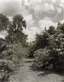 "Magnolia Plantation," 3550 Ashley Road, Charleston, South Carolina, 1928. Creator: Frances Benjamin Johnston