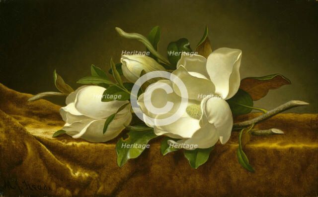 Magnolias on Gold Velvet Cloth, c. 1889. Artist: Heade, Martin Johnson (1819-1904)