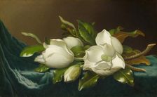 Magnolias on Light Blue Velvet Cloth, 1885/95. Creator: Martin Johnson Heade