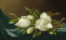 Magnolias on Light Blue Velvet Cloth, 1885/95. Creator: Martin Johnson Heade