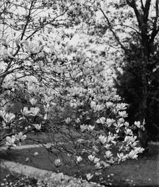 Magnolias, between 1900 and 1905. Creator: Unknown
