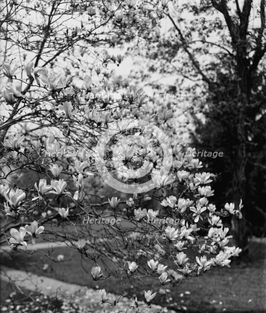 Magnolias, between 1900 and 1905. Creator: Unknown.