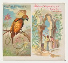 Magnificent Bird of Paradise, from Birds of the Tropics series (N38) for Allen & Ginter Ci..., 1889. Creator: Allen & Ginter