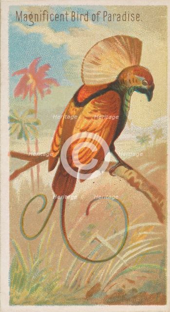 Magnificent Bird of Paradise, from the Birds of the Tropics series (N5) for Allen & Ginter..., 1889. Creator: Allen & Ginter.