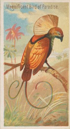 Magnificent Bird of Paradise, from the Birds of the Tropics series (N5) for Allen & Ginter..., 1889. Creator: Allen & Ginter