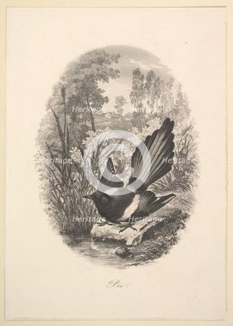 Magpie, 1843. Creator: Charles Francois Daubigny.