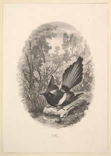 Magpie, 1843. Creator: Charles Francois Daubigny