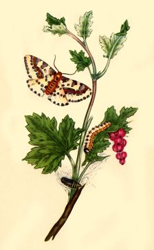 Magpie or Currant Moth: Phalaena grossulariata 1813, (1945). Creator: Edward Donovan