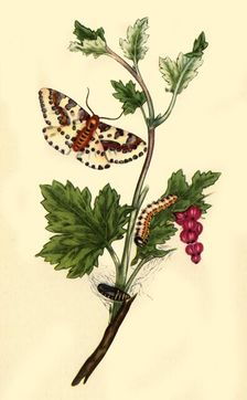 Magpie or Currant Moth: Phalaena grossulariata 1813, (1945). Creator: Edward Donovan